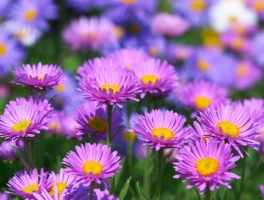 Aster: Crypto's Next Breakthrough and What It Means for You